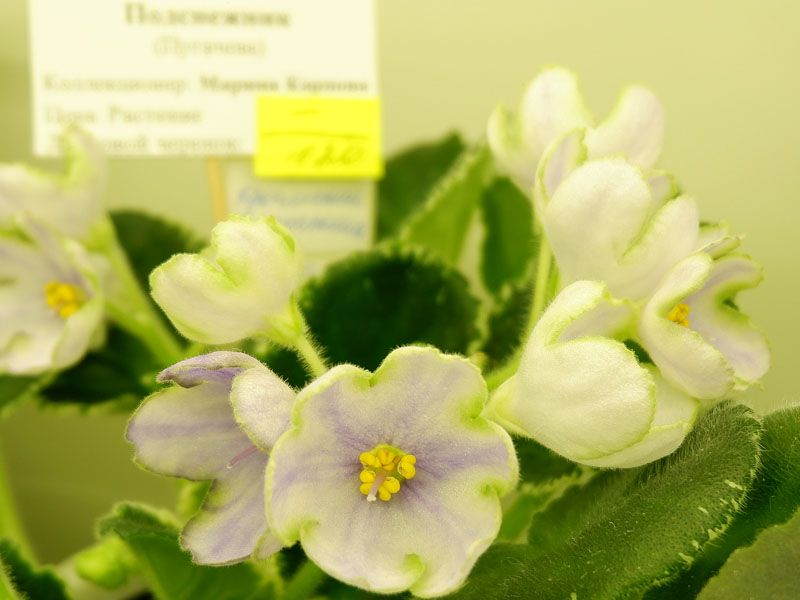 НК-Крымский Подснежник(кол М.Карпова).jpg