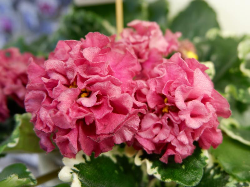 ЛФ-Берег Моря(кол Л.Галицкая).jpg