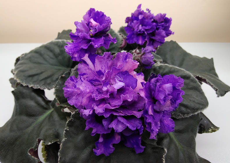 Кузина_ПТ-Жюли.jpg