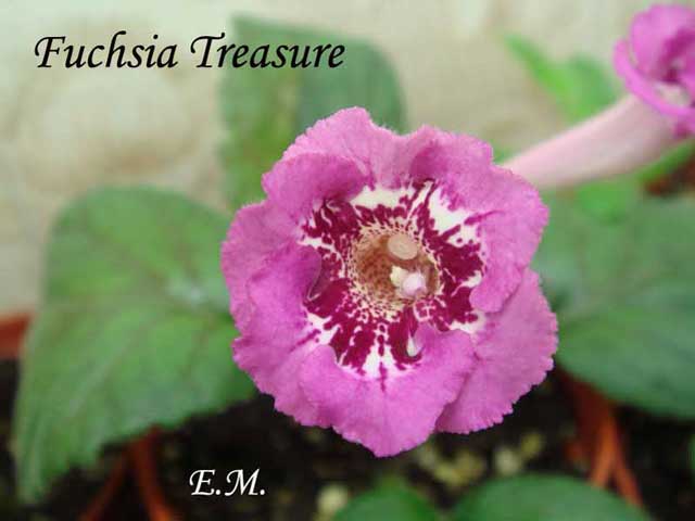 Fuchsia-Treasure-П.jpg