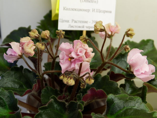 DS-Маршмэллоу(кол И.Щедрина).jpg