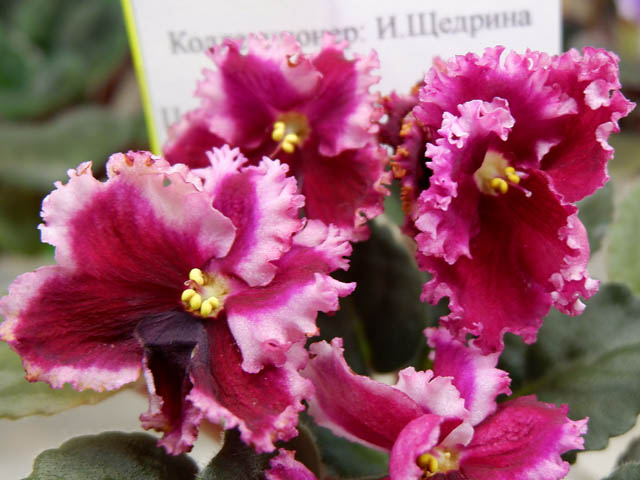 Малышка Русалка(кол И.Щедрина).jpg