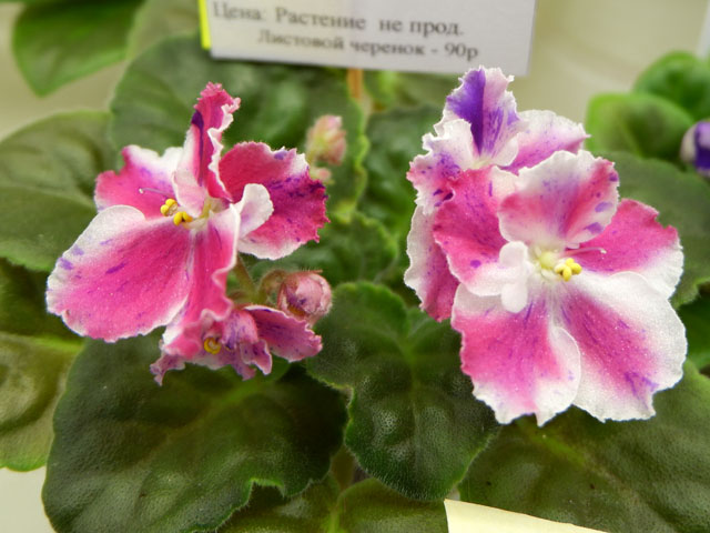ЛЕ-Зорянка(кол И.Щедрина).jpg