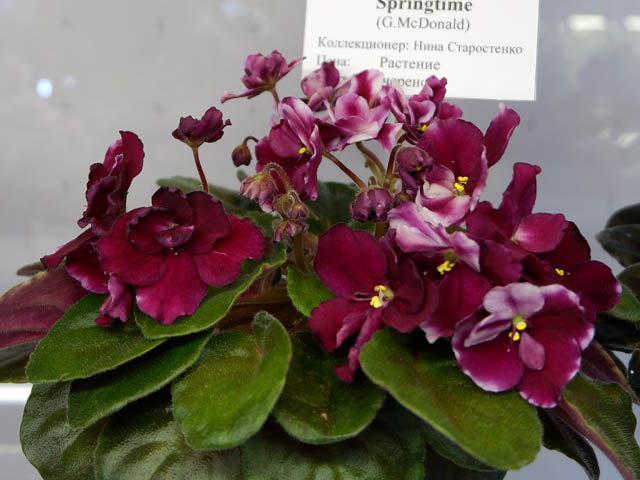 Mac's Southern Springtime(Н.Старостенко).jpg