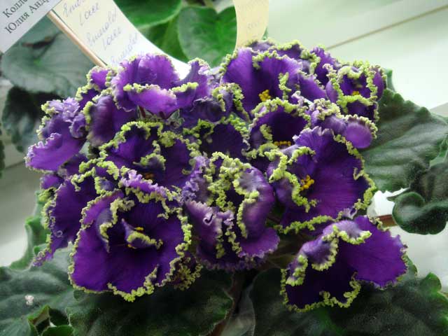 Emerald-Lace.jpg