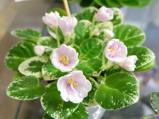 Kentucky Baby Bells(Н.Старостенко).jpg