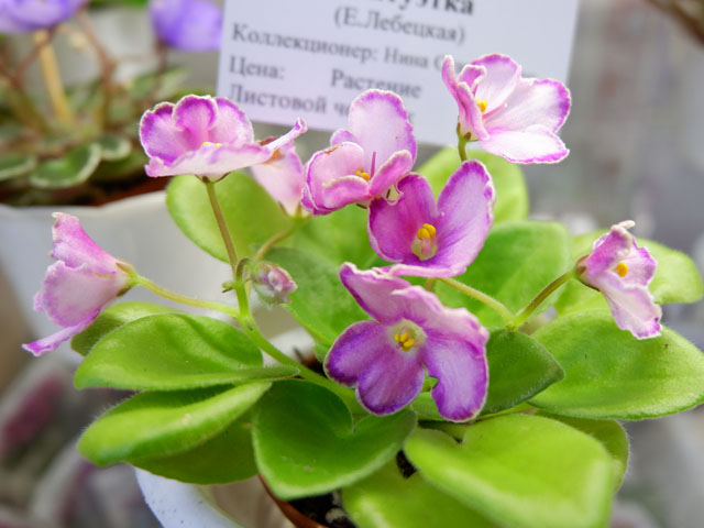 ЛЕ-Фарфоровая Статуэтка(кол Н.Старостенко).jpg