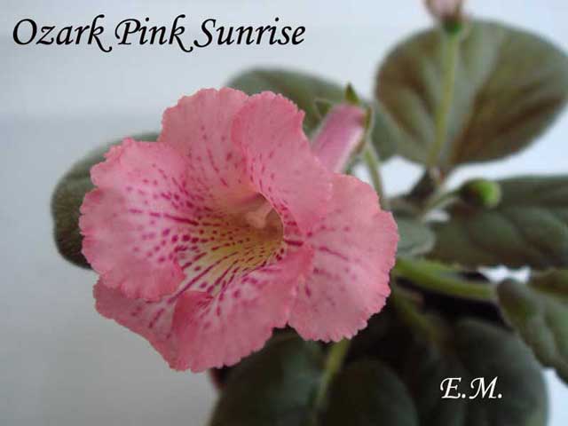 Ozark-Pink-Sunriseд-п.jpg