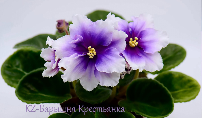 Барышня Крестьянка.jpg