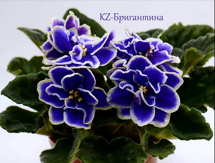 Бригантина.jpg