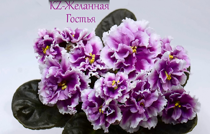 Желанная Гостья.jpg