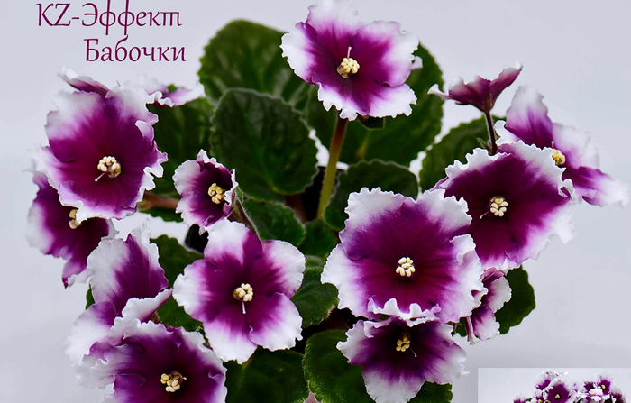 Эффект Бабочки.jpg