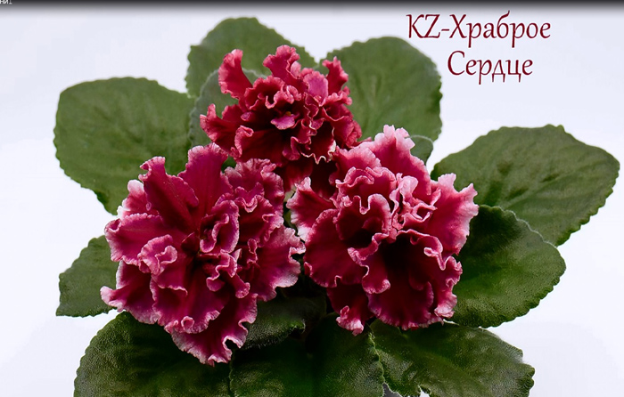 Храброе Сердце.jpg
