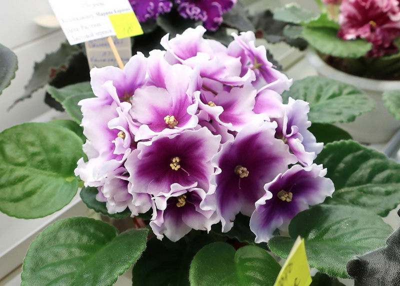 Карпова ПТ-Калахарский Самоцвет.JPG