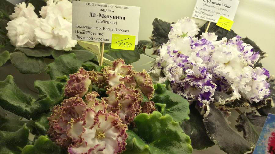 ЛЕ-Медуница.jpg