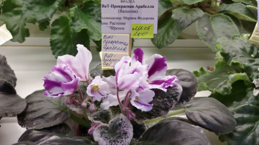 ВаТ-Прекрасная Арабелла.jpg