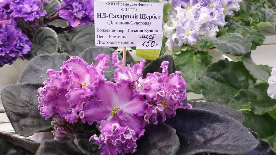 НД-Сахарный Щербет.jpg