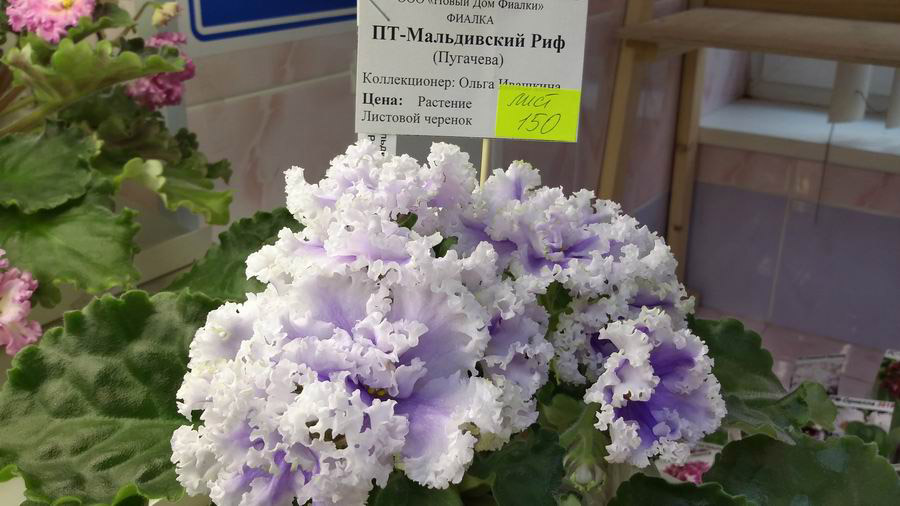 ПТ-Мальдивский Риф.jpg
