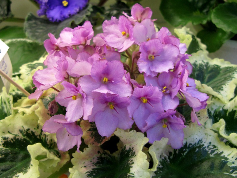 Нестерова Wild Irish Rose.JPG
