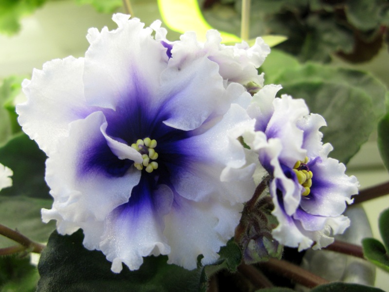 Тюрина Dn-Royal Blue.JPG