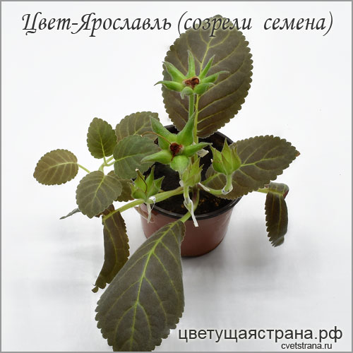 Цвет-Ярославль-созрели-семена-seeds-.jpg