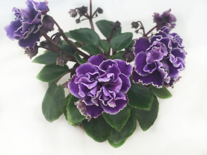 Morgan's Raji (C. Eros)