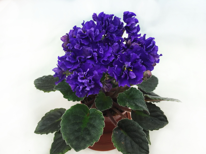 Lyon's Little Sweetheart (S.Sorano)