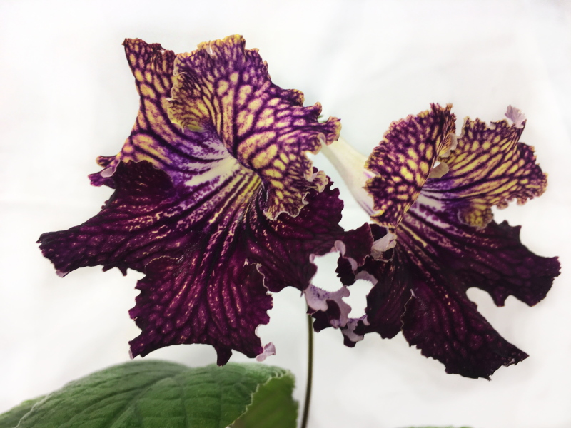 Dem-Джинн