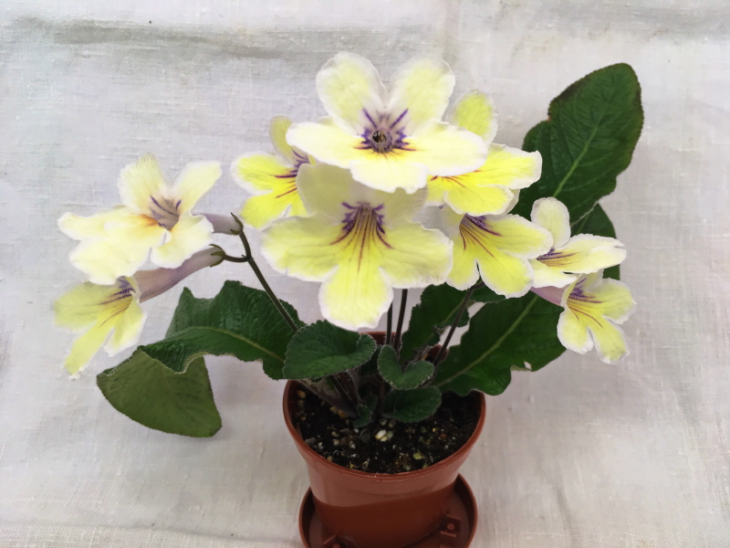Bristol's Zesty Lemon (R. Robinson)