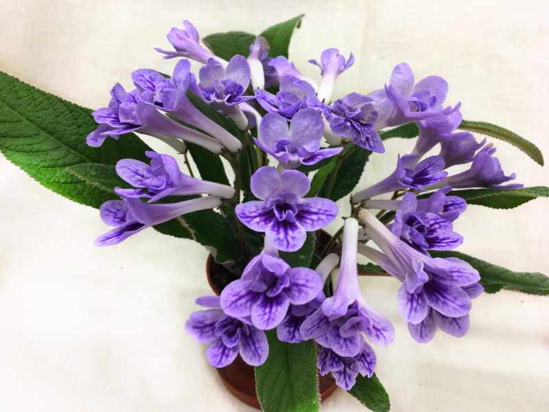 Bristol's Blue Bonnet (R. Robinson)