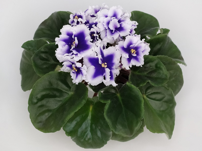 Dn-Royal Blue.jpg