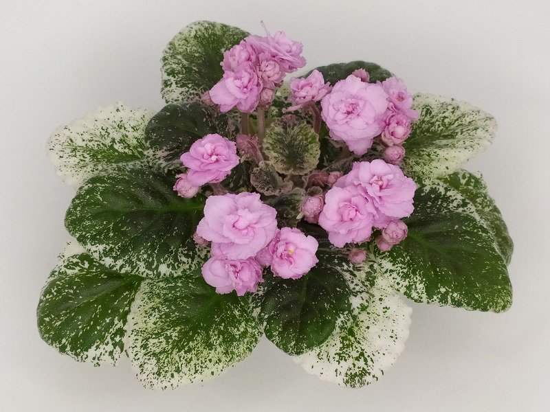 Rose Bouquet.jpg