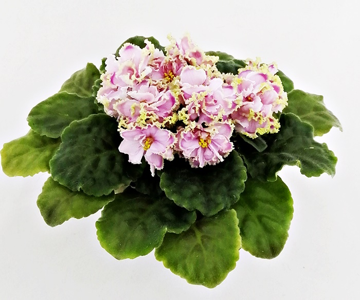 Зима Улыбается
