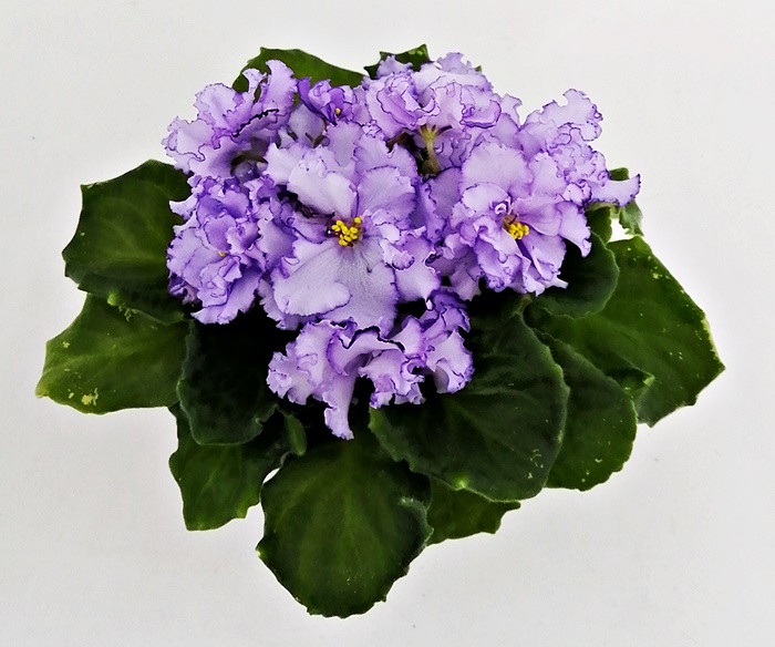 ЛЕ-Лунная Мелодия