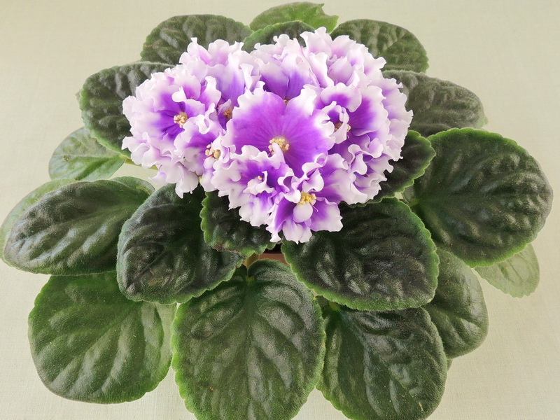 ПТ-Лариса