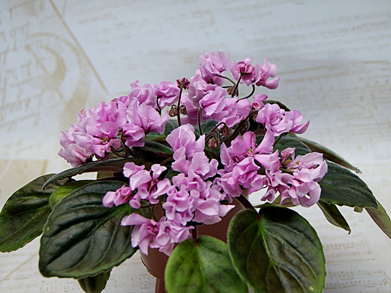 DS-Глициния.JPG