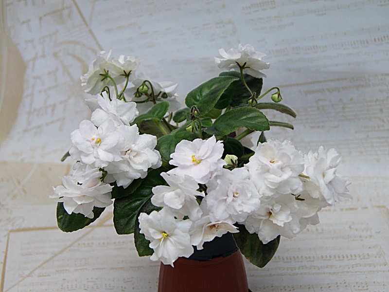 DS-Невеста.JPG