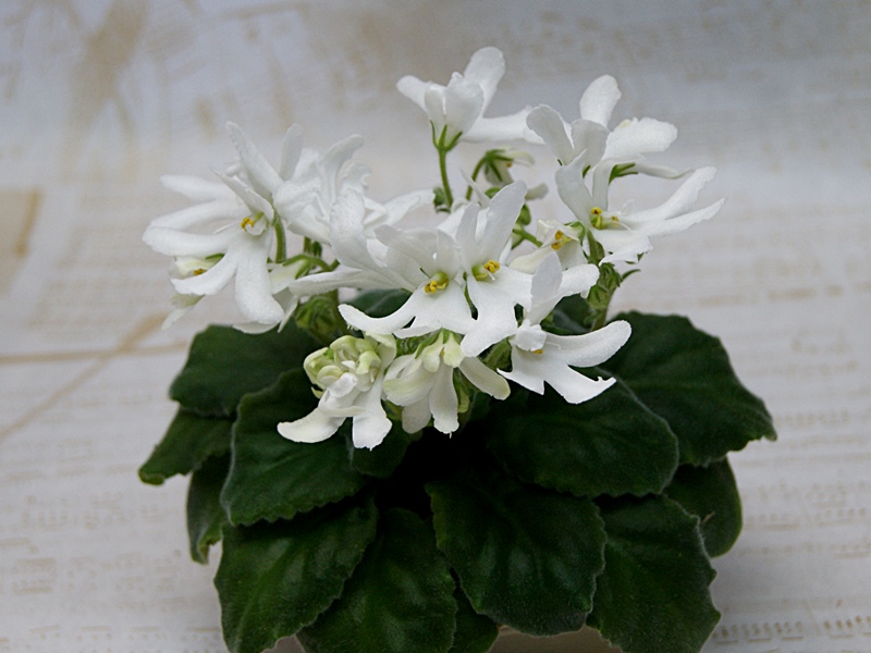 Lunar Lily.JPG
