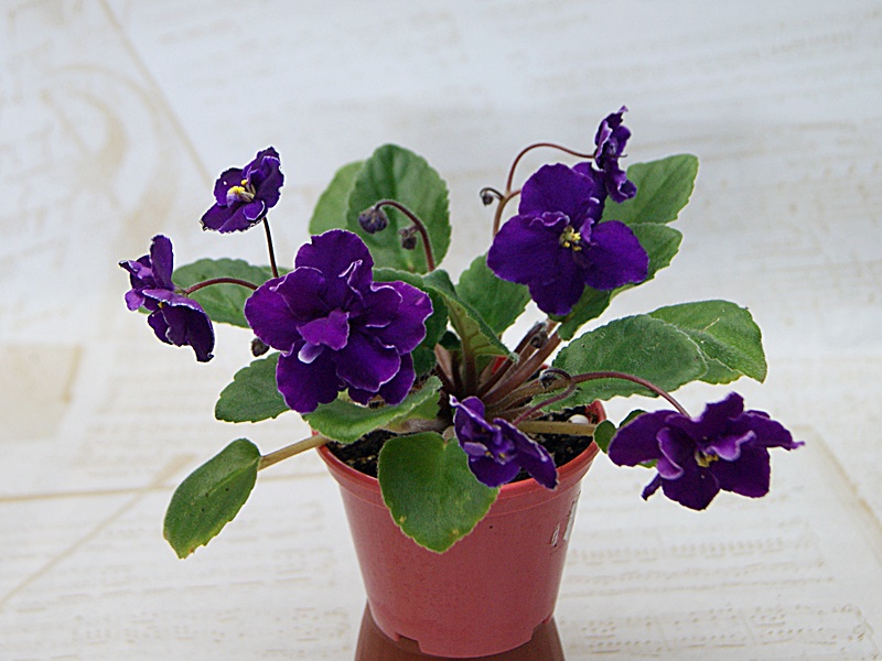 Дениза (Макуни).JPG