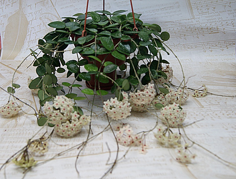 Hoya  Mathilde .JPG