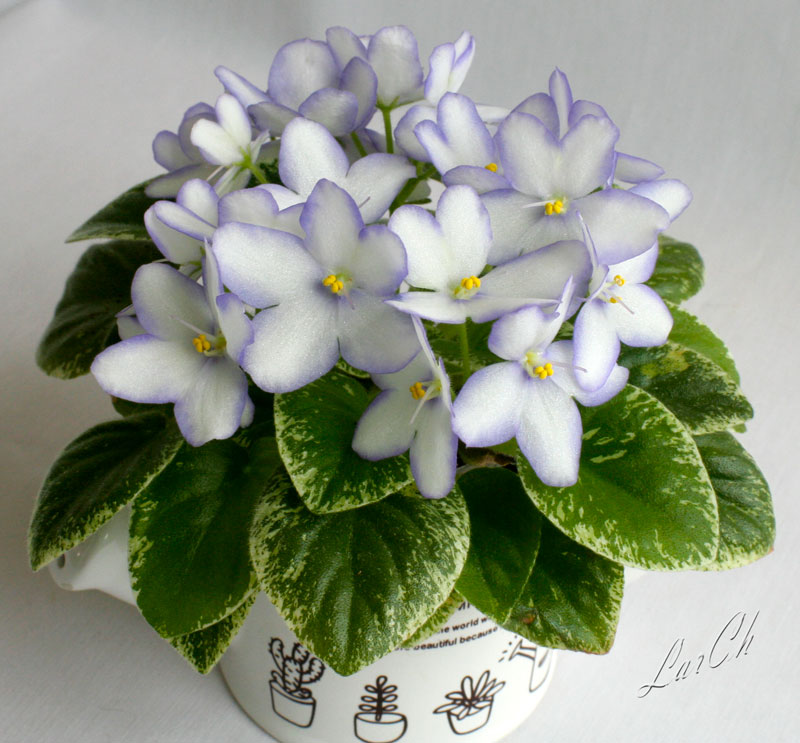 Н-Игра-в-Бисер