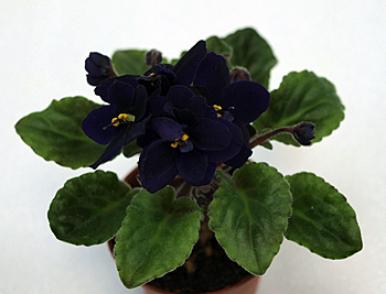 Indigo Doll_1.jpg