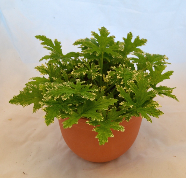 Fragrant frosty
