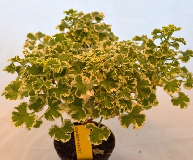 P. crispum 'Variegatum' (P. crispum 'Variegated Prince Rupert')