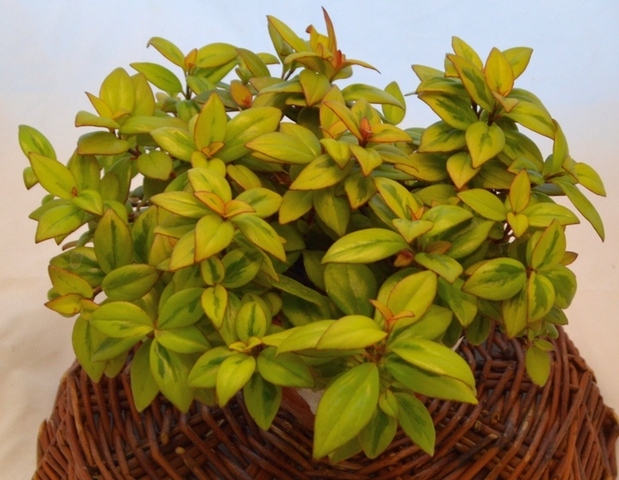 Nematanthus gregarius Sarah