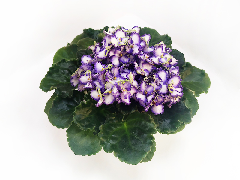 3.Optimara EverPrecious (R. Holtkamp)  Л.Пак.jpg