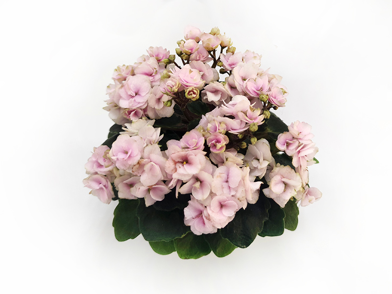 1.Petite Blanche (A. E. Adams)  Л.Пак.jpg