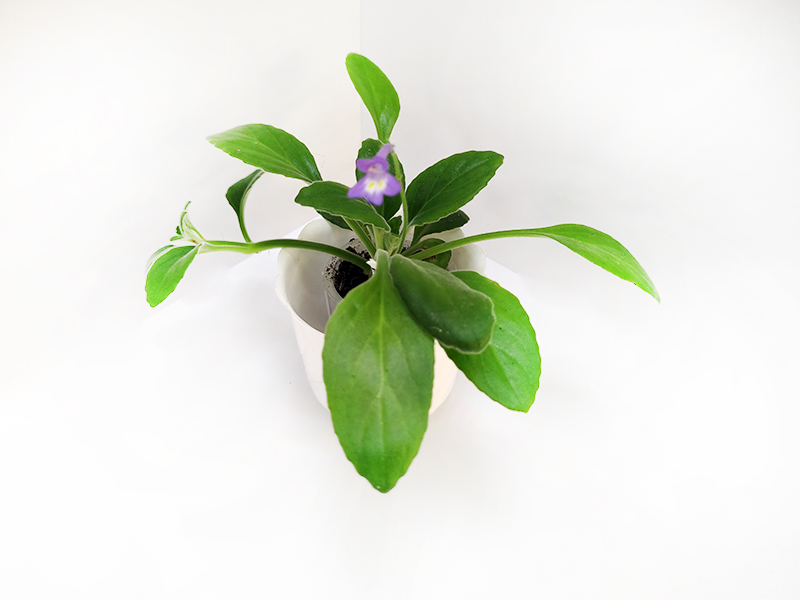 3.Примулина hochiensis  И.Рачков.jpg