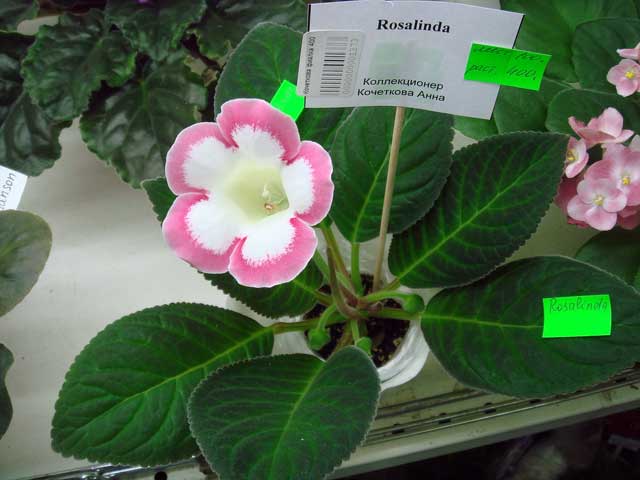 Rosalinda.jpg
