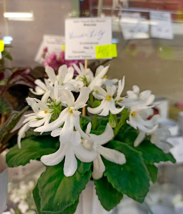 Lunar-Lily-WhiteЛП.jpg
